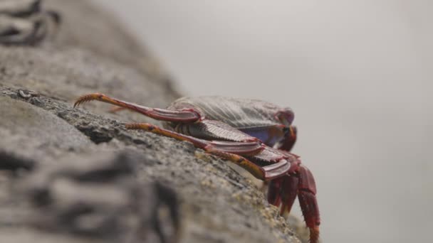 Close up of red crabs on rocks — 비디오