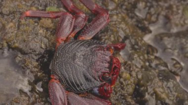 Kayalıklardaki kırmızı yengeçleri kapatın.