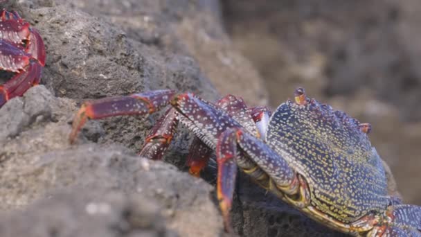 Primer plano de cangrejos rojos sobre rocas — Vídeo de stock