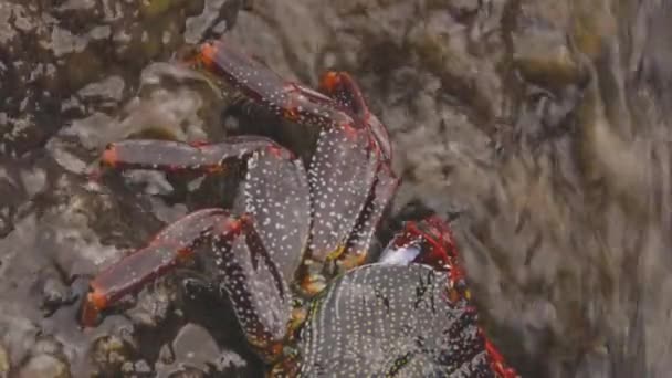Sluiten van rode krabben op rotsen — Stockvideo