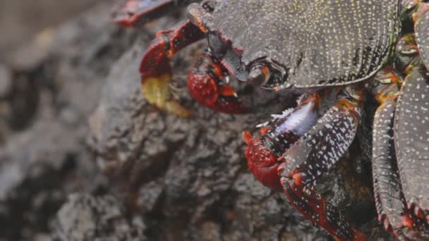 Sluiten van rode krabben op rotsen — Stockvideo