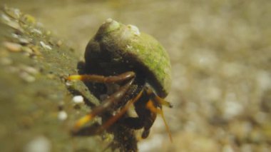 Su altında küçük yengeçleri kapatın.