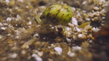 Su altında küçük yengeçleri kapatın.