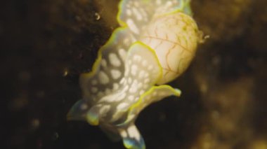 Close up of underwater sea creatures