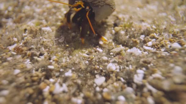 Close up of small crabs underwater — Wideo stockowe