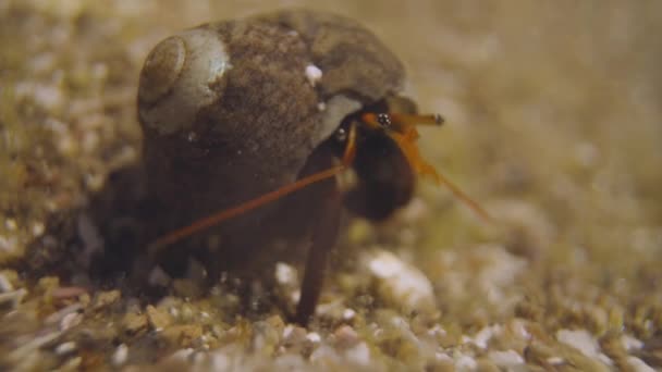 Κοντινό πλάνο μικρών καβουριών υποβρυχίως — Αρχείο Βίντεο