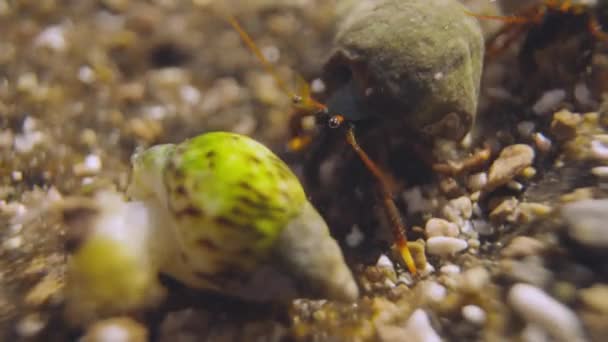 Fechar-se de pequenos caranguejos subaquáticos — Vídeo de Stock