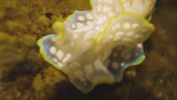水底海洋生物的近景 — 图库视频影像