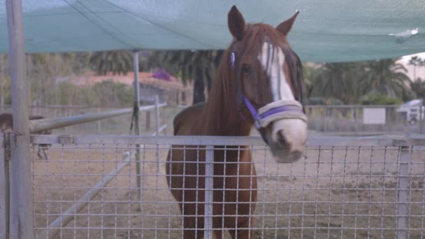 Seekor kuda di sebuah peternakan — Stok Video