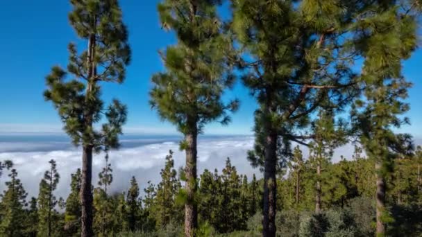 Shot of a sea of clouds moving — Stock video