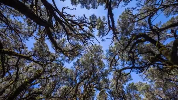 Bomen in het bos van garajonay la gomera — Stockvideo