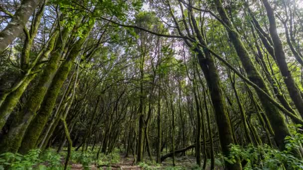 Bomen in het bos van garajonay la gomera — Stockvideo