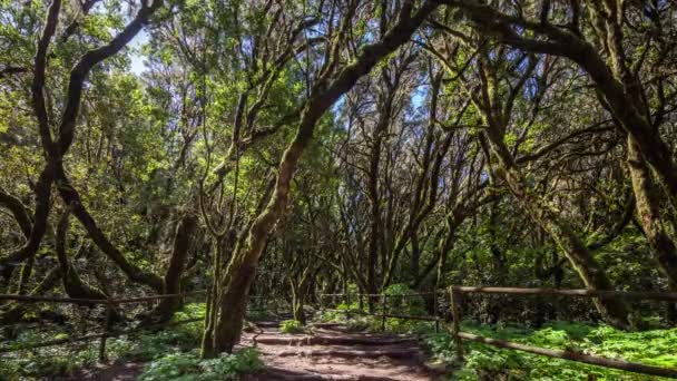 Деревья в лесу garajonay la gomera — стоковое видео