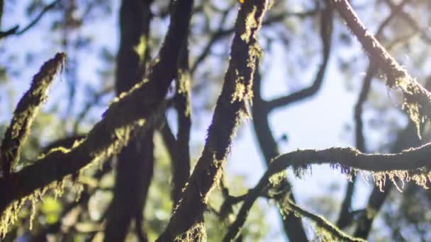 Árboles en el bosque de garajonay la gomera — Vídeos de Stock