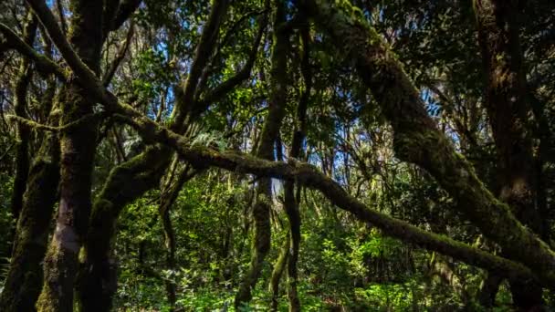 Δέντρα στο δάσος garajonay la gomera — Αρχείο Βίντεο