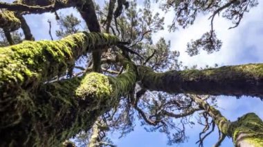 Garaonay la gomera ormanındaki ağaçlar