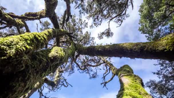 Δέντρα στο δάσος garajonay la gomera — Αρχείο Βίντεο