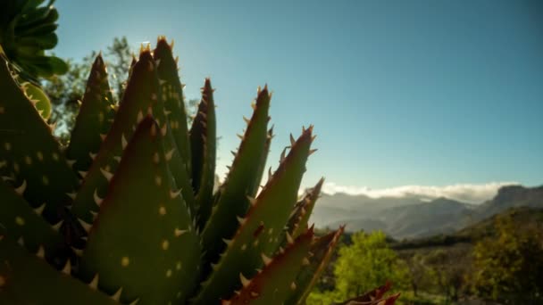 Timelapse Roque Nublo Gran Canaria Kaktusem Pierwszym Planie — Wideo stockowe
