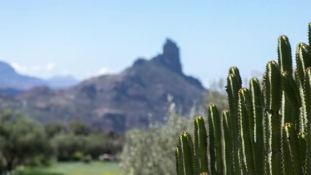 Včas Roque Nublo Gran Canaria Kaktusem Popředí — Stock video