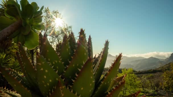 Uma Timelapse Nublo Roque Gran Canaria Com Cacto Primeiro Plano — Vídeo de Stock