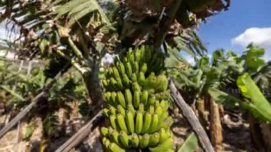 Kanarya adalarındaki bir fidanlıkta muz ağacının zamanı.