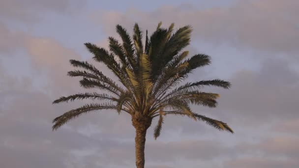 Пальма Дующая Вокруг Ветреный Вечер Канарейных Островах — стоковое видео