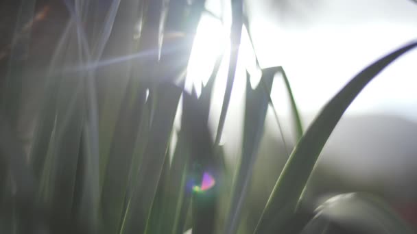 Солнечные Лучи Сияющие Сквозь Травы — стоковое видео