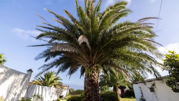 Timelapse Palmy Tropikalnym Ogrodzie Wyspach Kanaryjskich — Wideo stockowe