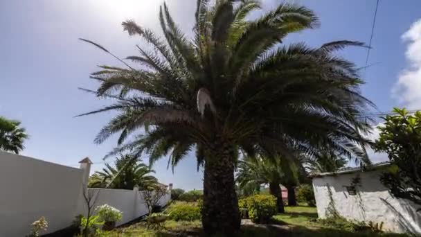 Een Timelapse Van Een Palm Boom Een Tropische Tuin Canarische — Stockvideo