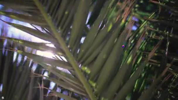Palmenblätter Mit Durchscheinenden Sonnenstrahlen Einem Tropischen Garten Auf Den Kanarischen — Stockvideo