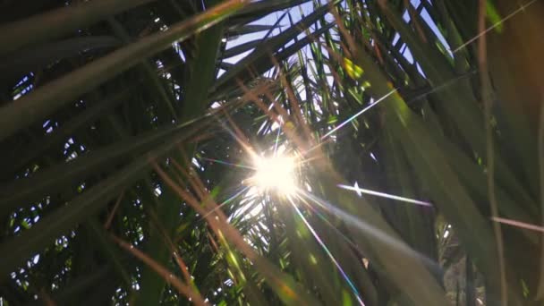 Kanarya Adalarındaki Tropik Bir Bahçede Güneş Işığı Saçan Palmiye Yaprakları — Stok video