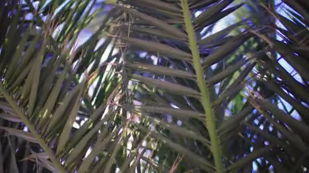 金丝雀岛上的一个热带花园 棕榈树的叶子闪烁着阳光 — 图库视频影像
