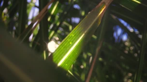 Folhas Palmeira Com Raios Sol Brilhando Jardim Tropical Nas Ilhas — Vídeo de Stock