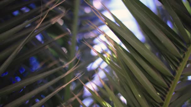 ヤシの木は カナリア諸島の熱帯の庭で輝く太陽の光で葉します — ストック動画