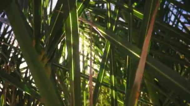 Hojas Palmera Con Rayos Sol Brillando Jardín Tropical Las Islas — Vídeo de stock