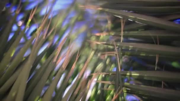 Palmboombladeren Met Zonnestralen Die Doorschijnen Een Tropische Tuin Canarische Eilanden — Stockvideo