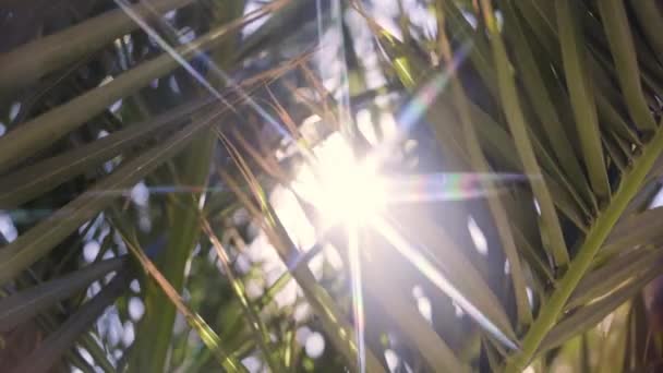 Palm Tree Leaves Sunlight Rays Shining Tropical Garden Canary Islands — Stock Video