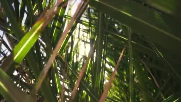 Kanarya Adalarındaki Tropik Bir Bahçede Güneş Işığı Saçan Palmiye Yaprakları — Stok video