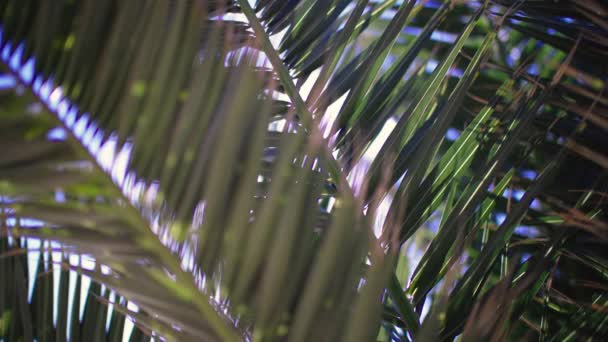 Folhas Palmeira Com Raios Sol Brilhando Jardim Tropical Nas Ilhas — Vídeo de Stock