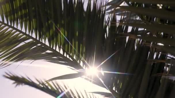 Hojas Palmera Con Rayos Sol Brillando Jardín Tropical Las Islas — Vídeo de stock