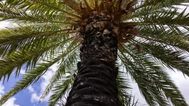 Таймер Пальмовыми Деревьями Саду Канарах — стоковое видео