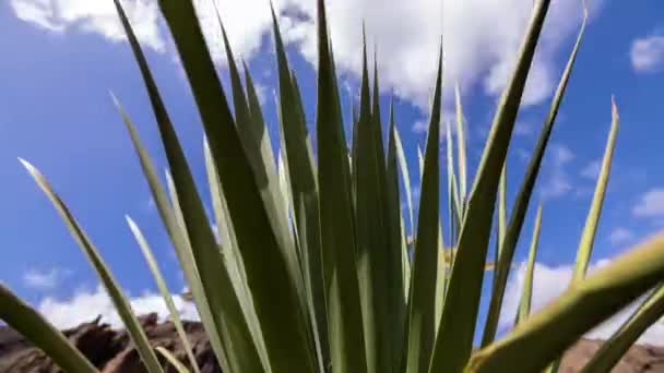 Timelpase Cacto Jardim Tropical Nas Ilhas Canárias — Vídeo de Stock