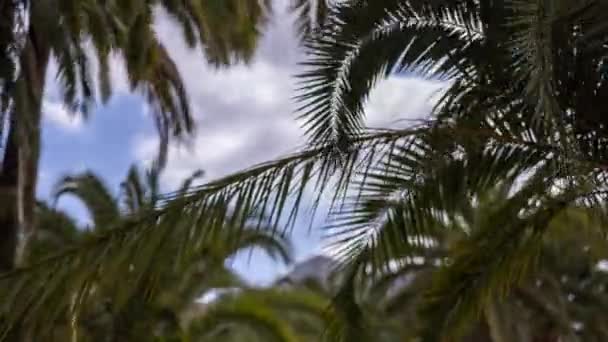 金丝雀岛上热带花园的棕榈树 — 图库视频影像