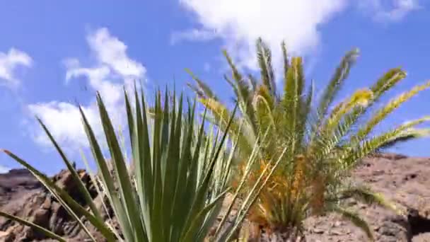 Timelpasa Cactus Jardín Tropical Las Islas Canarias — Vídeo de stock