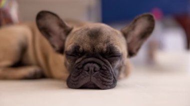 Beyaz arka planda sevimli bir Fransız bulldog köpeği yavrusu.