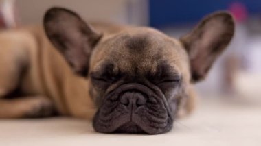 Beyaz arka planda sevimli bir Fransız bulldog köpeği yavrusu.
