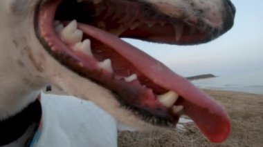 Yavaş çekimde kamçılanan köpeklerin sahildeyken ağızları ve dilleri.