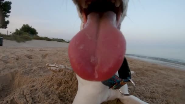 ビーチにいる間 鞭の犬の口と舌の遅い動きのクローズアップ — ストック動画