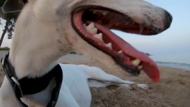 Slow Motion Close Whippet Dogs Mouth Tongue Whilst Beach — Stockvideo