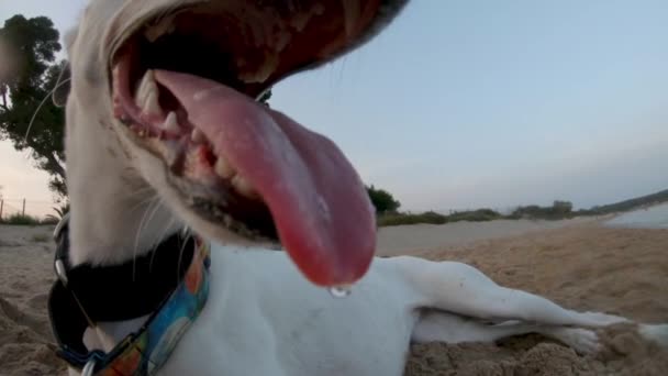 Slow Motion Close Whippet Dogs Mouth Tongue Whilst Beach — ストック動画